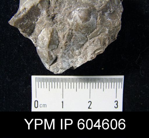 undet. Brachiopoda