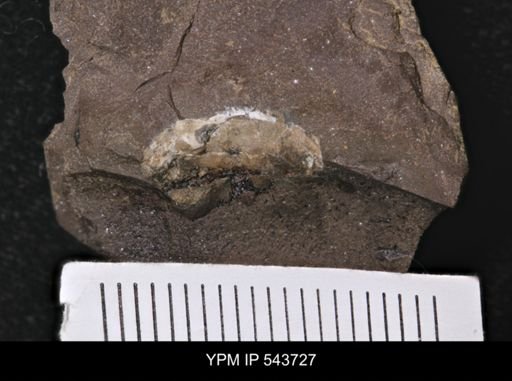undet. Arthropoda