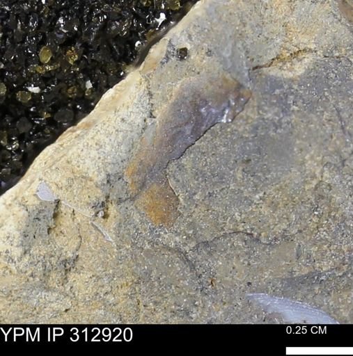 undet. Mollusca