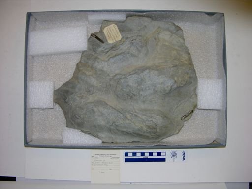 Eubrontes?