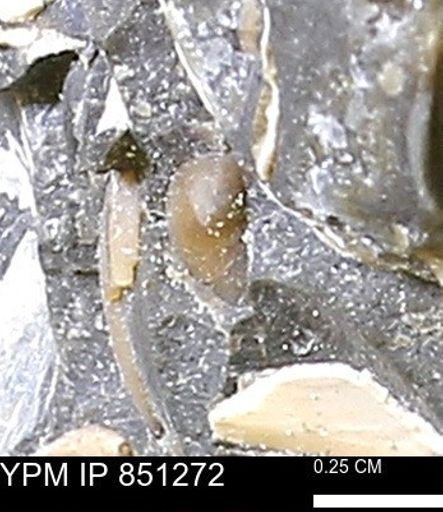 Limopsis striatopunctatus