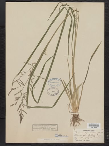 Panicum agrostoides