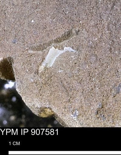 undet. Mollusca