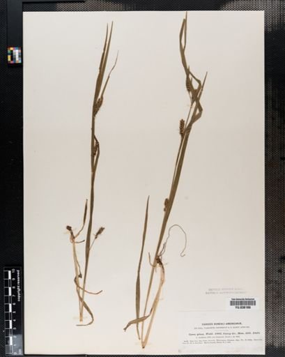 Carex amphibola