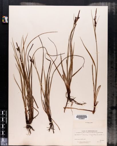 Carex bigelowii