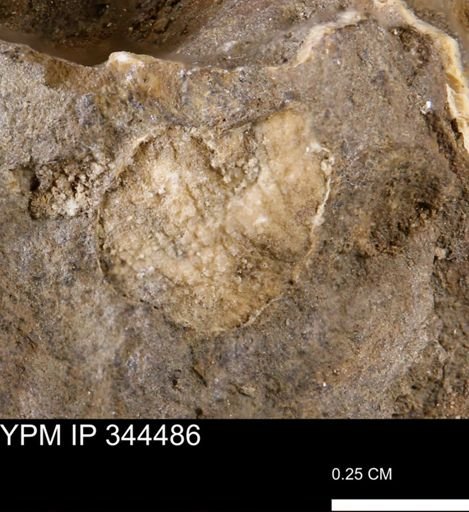 undet. Mollusca