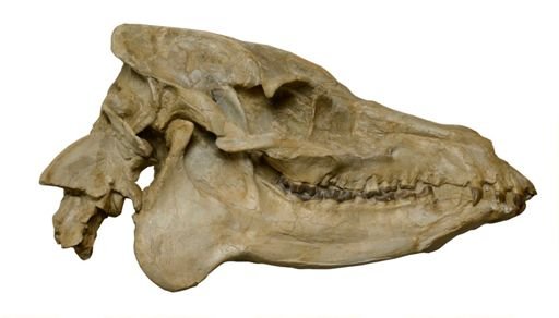 Merycoidodon culbertsonii