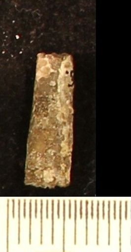Baculites