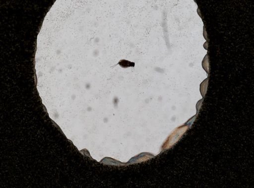 Dipleuchlanis propatula