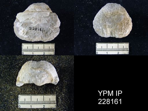 Dictyoclostus portlockianus var. crassicostatus