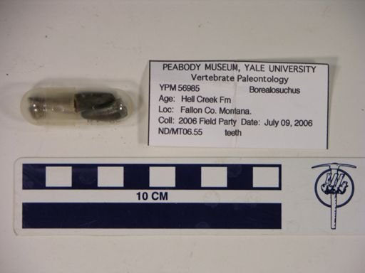 Borealosuchus