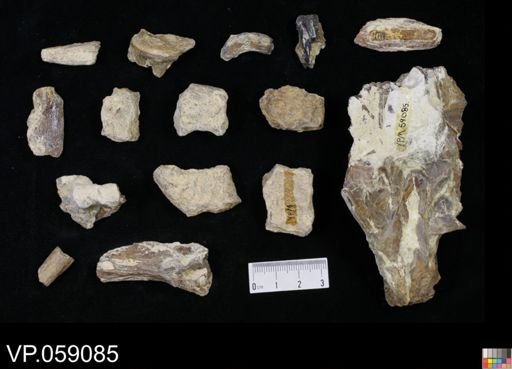 undet. Aulopiformes
