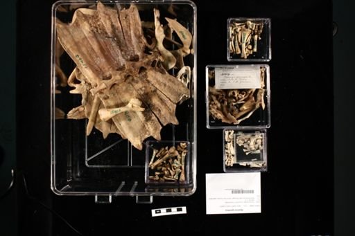 Apalone spinifera