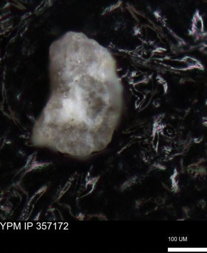 undet. Foraminiferida