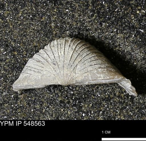 Stropheodonta inflexa?