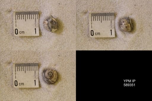 undet. Scaphitidae