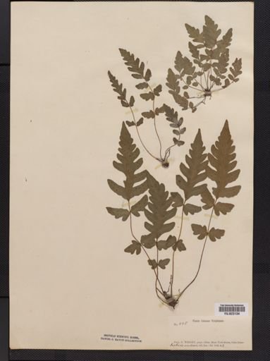 Tectaria