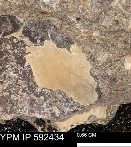 undet. Mollusca