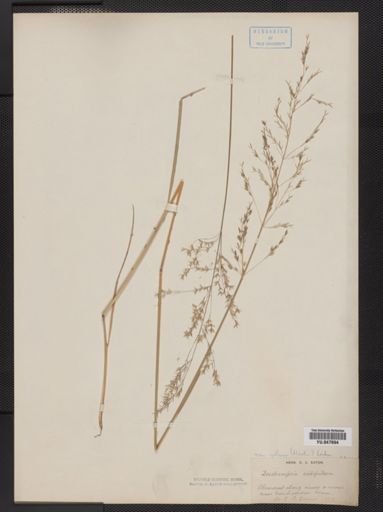 Deschampsia caespitosa