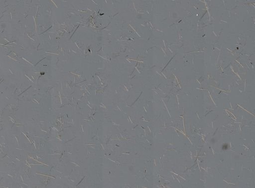 Callyspongia vaginalis