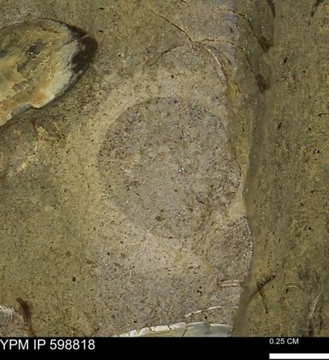 undet. Mollusca
