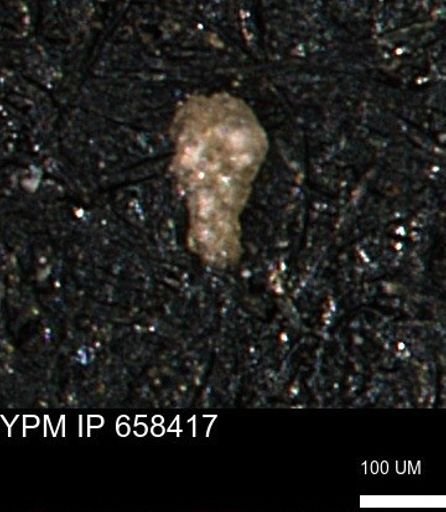 Verneuilinoides kansasensis