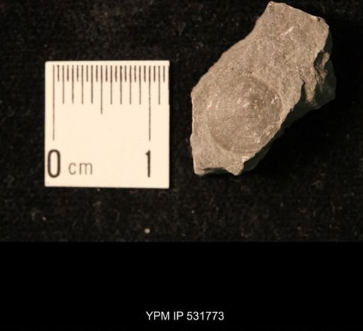 Orbiculoidea lodiensis media
