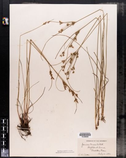 Juncus tenuis