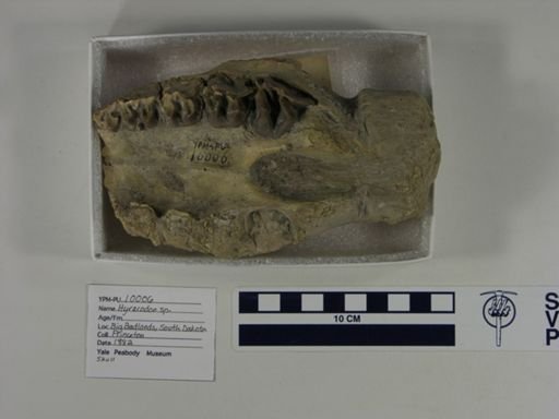 Hyracodon