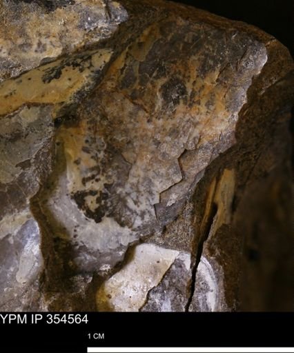 Pseudoptera subtortuosa