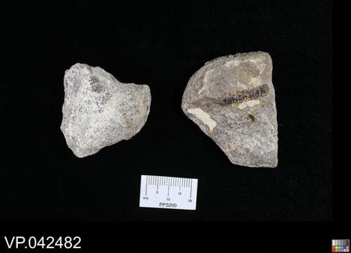 undet. Actinopterygii