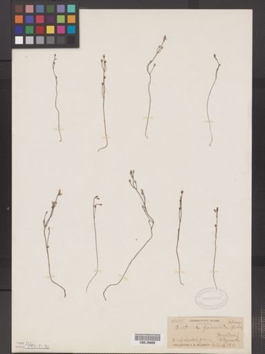 Bartonia paniculata
