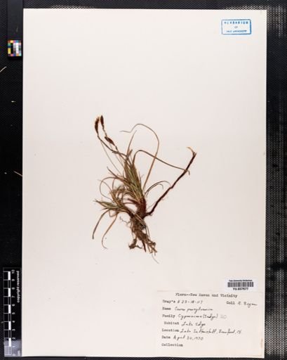 Carex pensylvanica