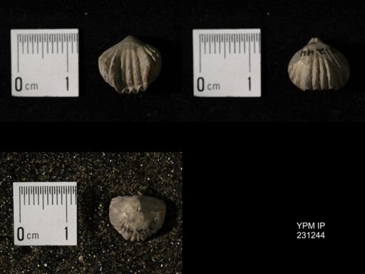 Wellerella osagensis