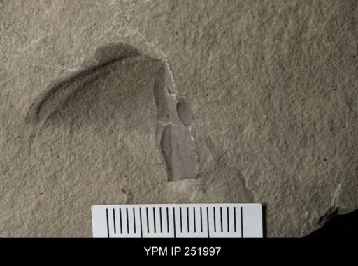 Eurypterus sp.