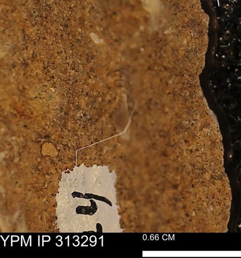 Corbicula