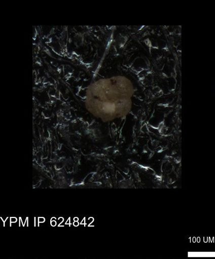 undet. Foraminiferida