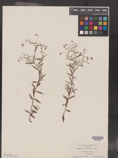 Campanula aparinoides