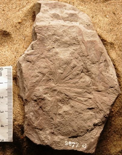 Phyllotheca australis