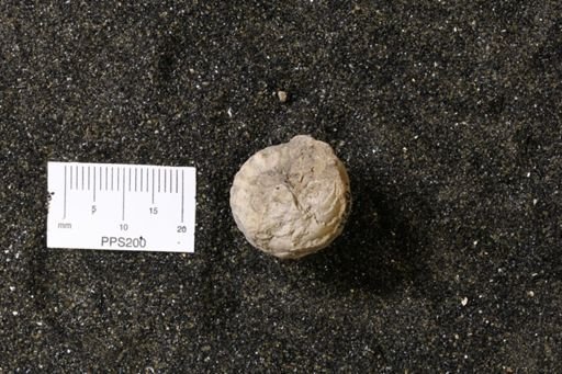Murchisonia coronata