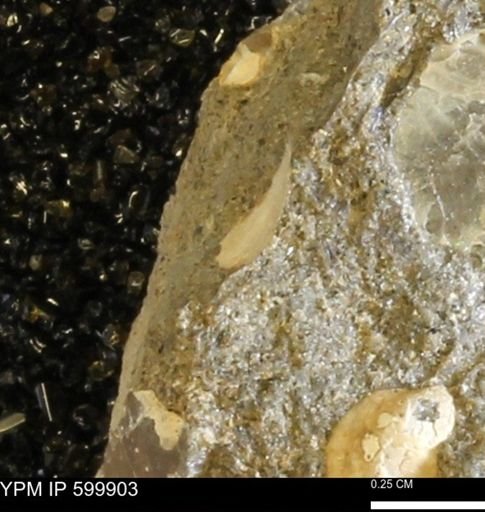 undet. Bivalvia