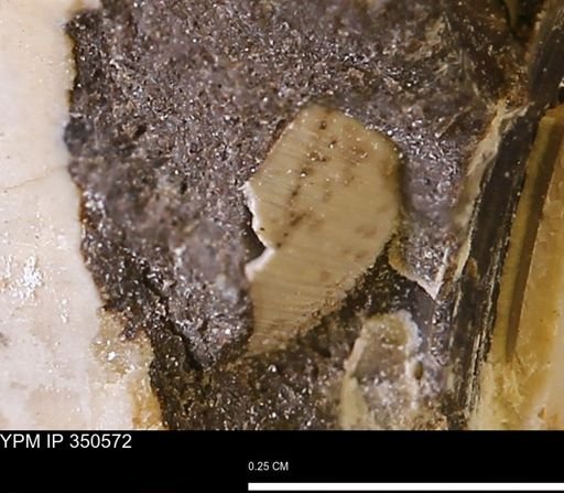 undet. Mollusca