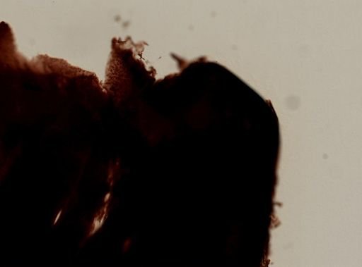 Ianthella sp.