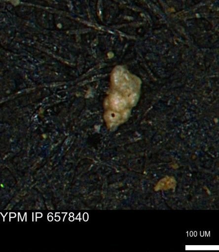 Verneuilinoides kansasensis