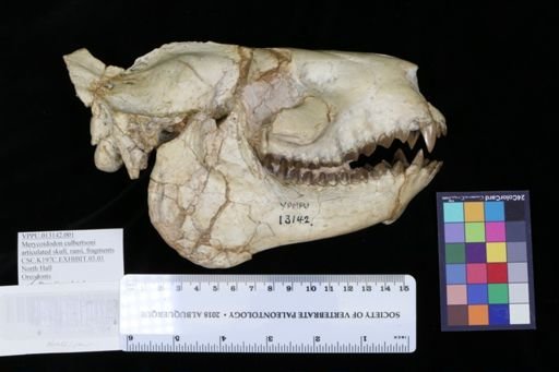 Merycoidodon culbertsoni