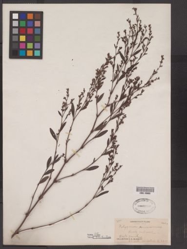 Polygonum ramosissimum