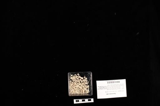 Sauromalus ater
