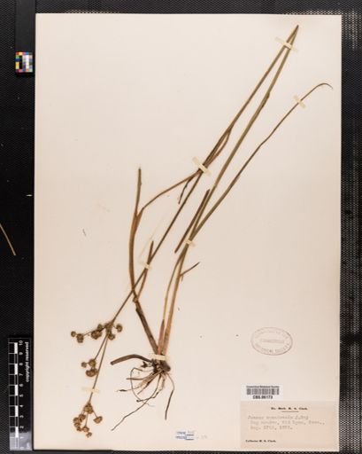 Juncus canadensis