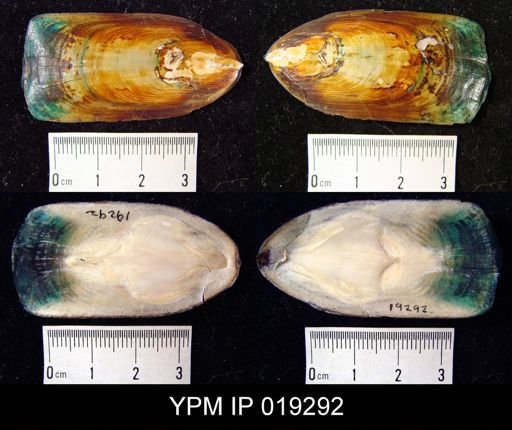 Lingula murphiana