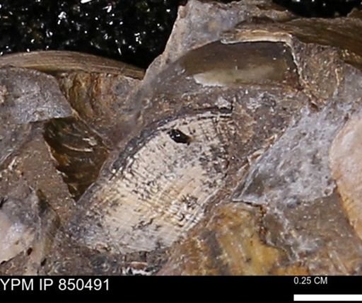 Limopsis striatopunctatus